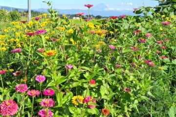 百日草の畑の向こうに見える富士山
